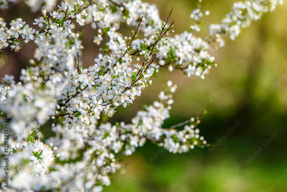 Cherry blossom branch in the garden in spring
Cherry blossom branch in the garden in spring