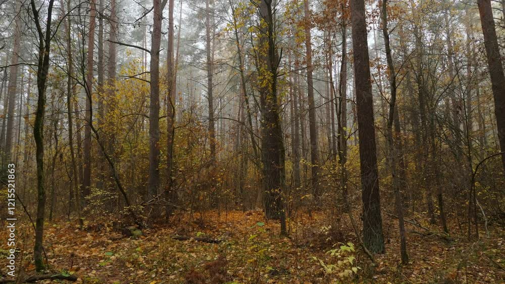 Serene autumn forest walk with misty air and golden foliage Serene autumn forest walk with misty air and golden foliage