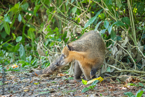Brasilien, Pflanzen, Tiere, Landschaften, Wasser