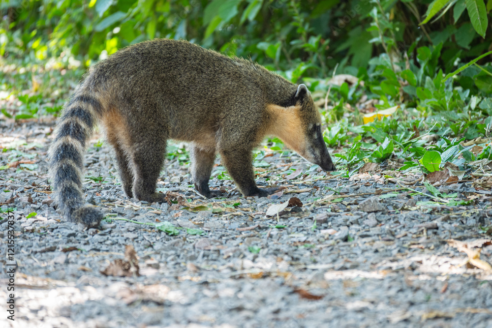 Naklejka premium Brasilien, Pflanzen, Tiere, Landschaften, Wasser