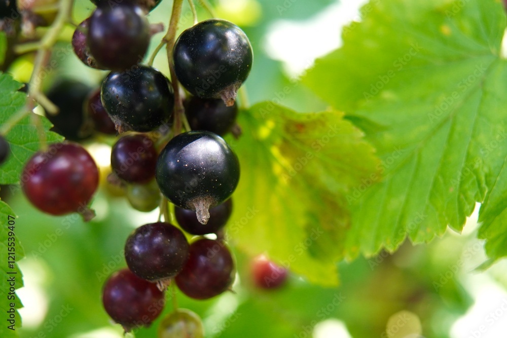 a view of ripe blackcurrant berries on a branch among the green leaves of a macro on a garden plot in summer. The concept of growing eco-friendly food on your own a view of ripe blackcurrant berries on a branch among the green leaves of a macro on a garden plot in summer. The concept of growing eco-friendly food on your own