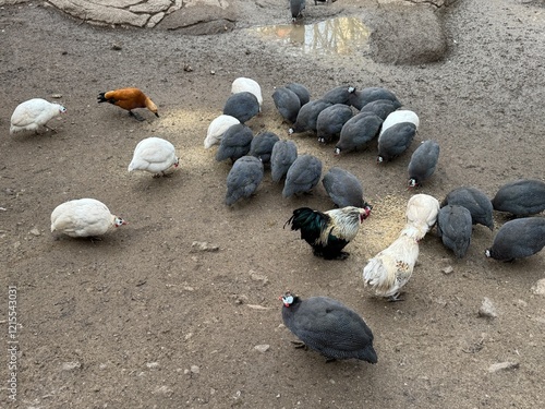 pigeons on the street photo