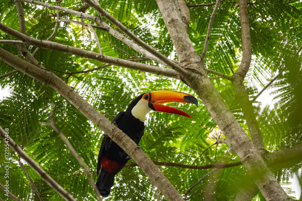 Fototapeta premium Ein farbenprächtiger Tukan mit leuchtend orangefarbenem Schnabel ruht zwischen belaubten Zweigen im tropischen Regenwald Brasiliens