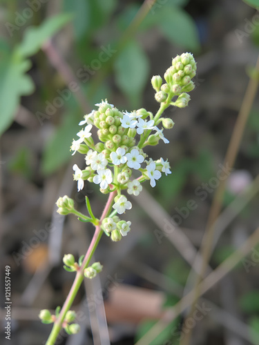 Southernwood herb used in herbal medicine to treat pre menstrual tension and cramps, urinary disorders is anti inflammatory and can improve liver function. Artemesia abrontanum. photo