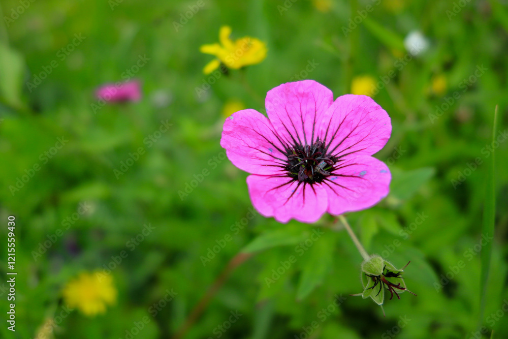 Fototapeta premium Black-eyed Cranebill (Geranium psilostemon) is a perennial Cranebill species from the Cranebill family (Geraniaceae). Its homeland is the Caucasus and Turkey. It is grown as an ornamental plant becaus