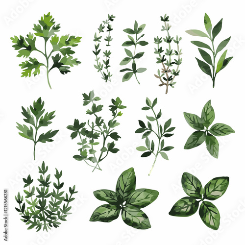 Watercolor Herb Collection Featuring Parsley, Thyme, and Basil