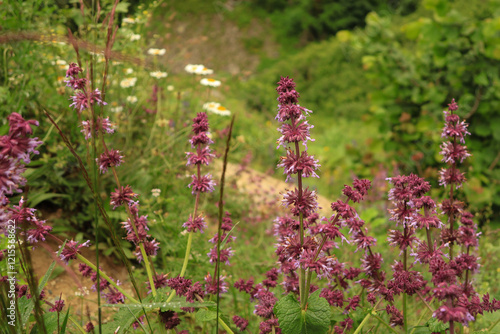 Salvia verticillata. Kaçkar Mountains photo