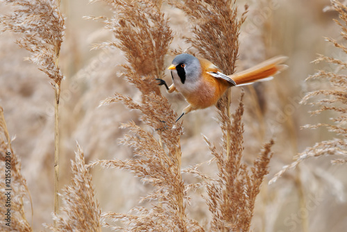 Bearded reedling - Panurus biarmicus beautiful long-tailed passerine bird found in reed beds near water in Eurasia, also Bearded tit or Bearded parrotbill, family Panuridae, feed on the reed photo