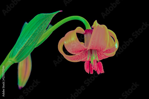 Lilium pomponium, turban lily