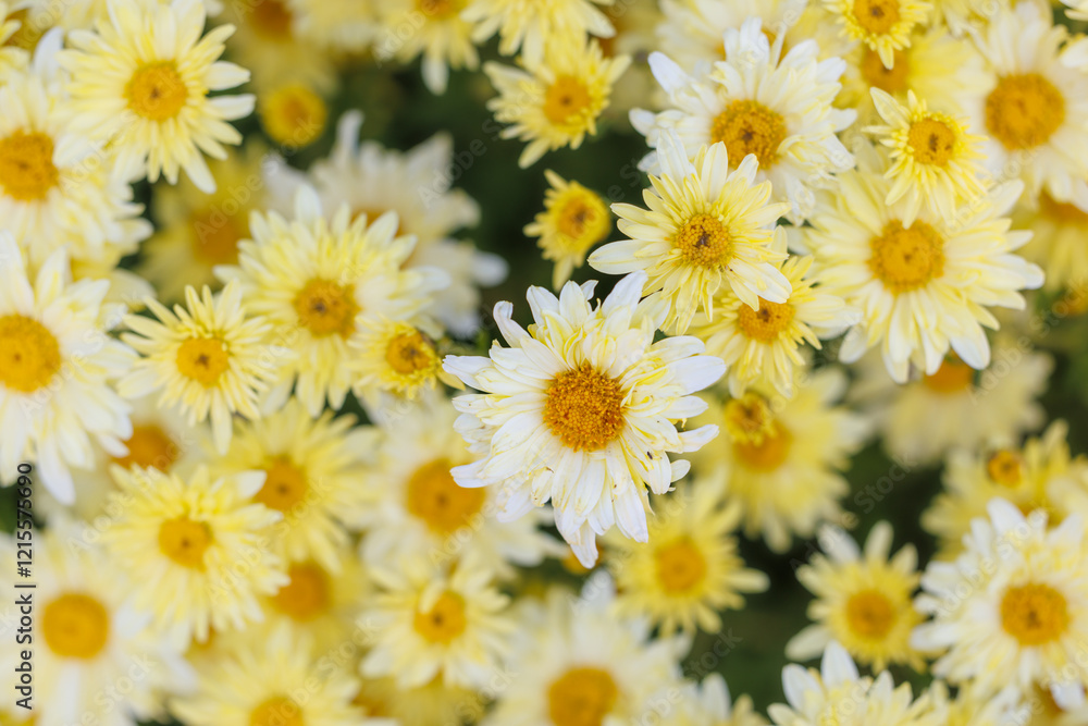 Fototapeta premium Close-up view of numerous pale yellow chrysanthemums