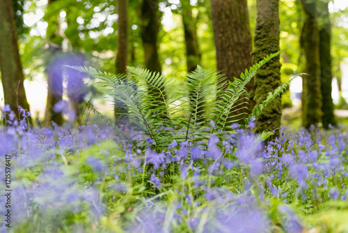 Bluebell flowers blossoming in a woodland in Ireland. Hyacinthoides non-scripta in full bloom in Irish forest. photo