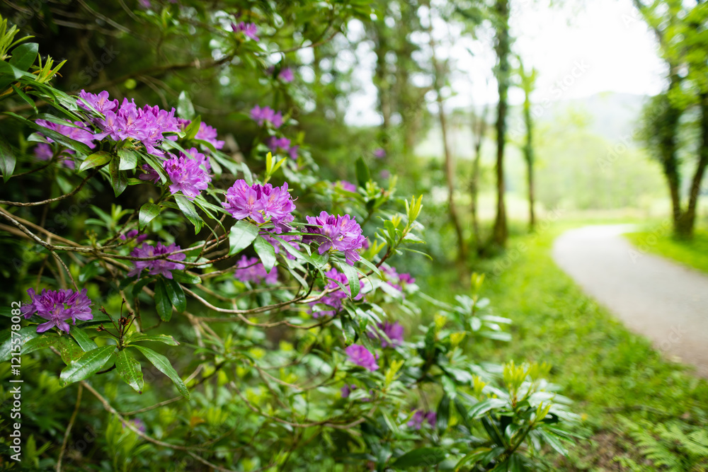 Obraz premium Purple azalea bushes blossoming on a banks on Muckross Lake, also called Middle Lake or The Torc, located in Killarney National Park, Ireland.