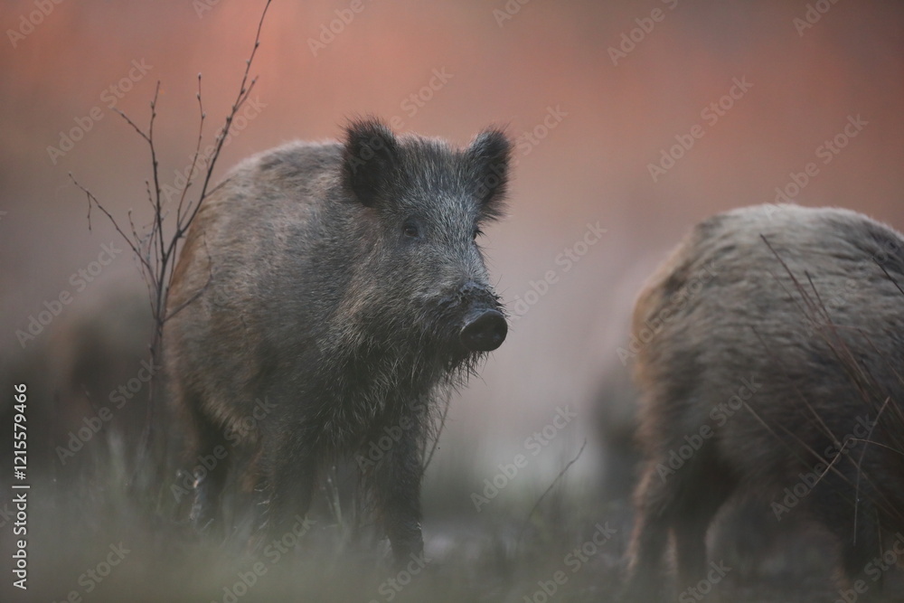 Dzik euroazjatycki, dzik, (Sus scrofa) Dzik euroazjatycki, dzik, (Sus scrofa)
