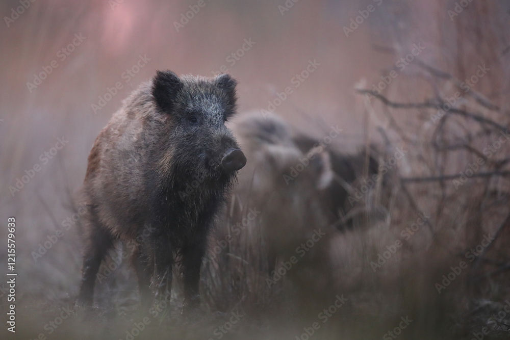 Dzik euroazjatycki, dzik, (Sus scrofa) Dzik euroazjatycki, dzik, (Sus scrofa)