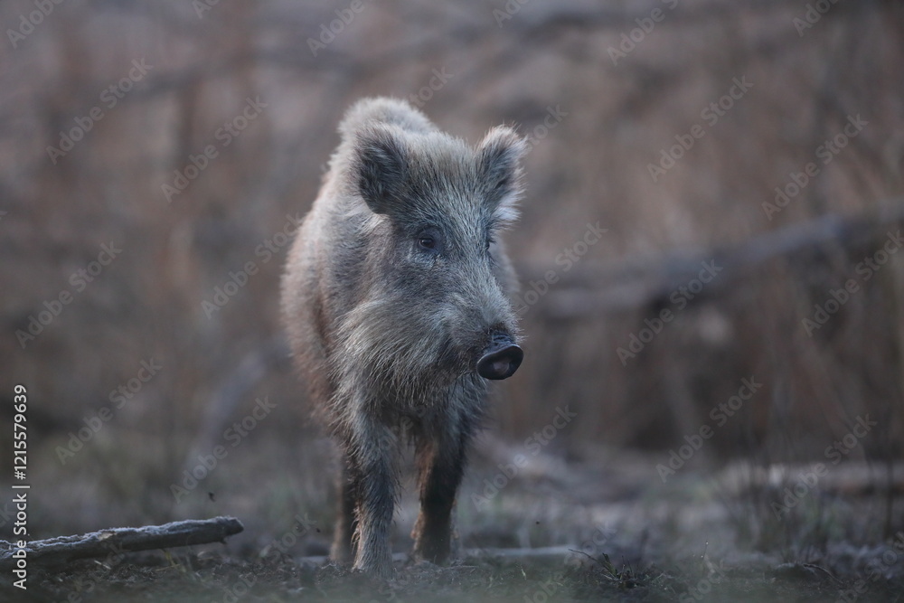 Dzik euroazjatycki, dzik, (Sus scrofa) Dzik euroazjatycki, dzik, (Sus scrofa)