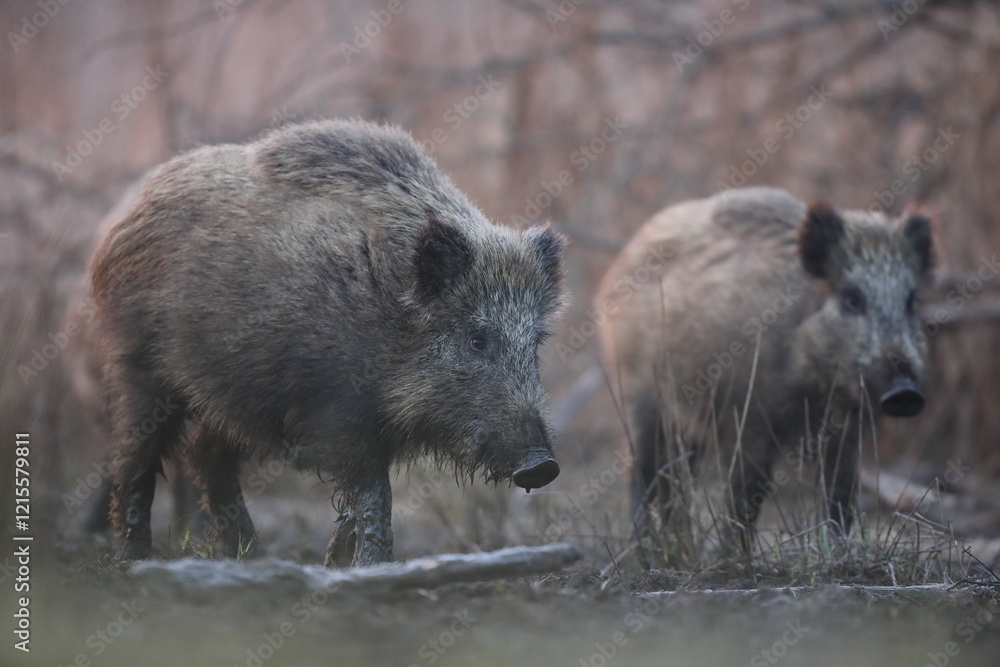 Dzik euroazjatycki, dzik, (Sus scrofa) Dzik euroazjatycki, dzik, (Sus scrofa)
