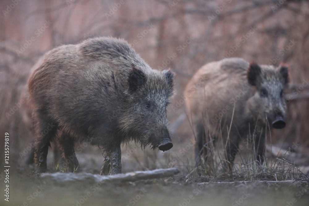 Dzik euroazjatycki, dzik, (Sus scrofa) Dzik euroazjatycki, dzik, (Sus scrofa)