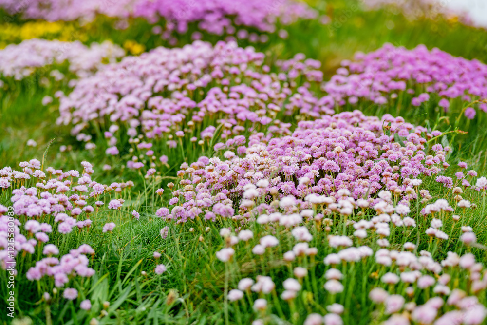 Obraz premium Pink thrift flowers blossoming on the Cliffs of Moher, one of the most popular tourist destinations in Ireland. Foggy view of widely known attraction on Wild Atlantic Way in County Clare.