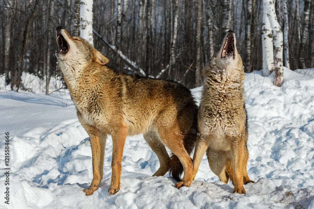 Pair of Coyotes (Canis latrans) Lift Heads Howling Winter