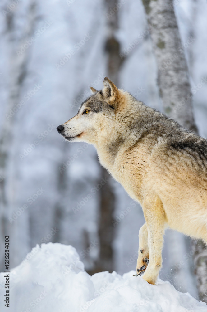 Fototapeta premium Grey Wolf (Canis lupus) Stands Looking Left From Atop Snow Pile Winter