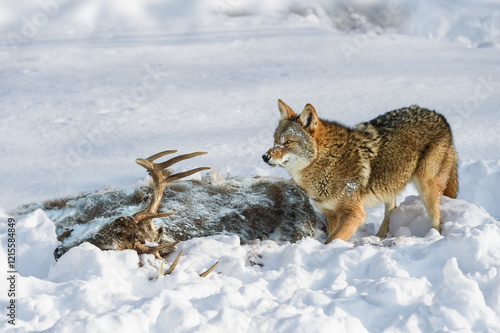 Coyote (Canis latrans) Looks Up From Deer Carcass in Snow Winter