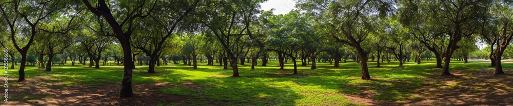 A panoramic image showcasing a vibrant green forest, illuminated by the bright sunlight casting through large trees A panoramic image showcasing a vibrant green forest, illuminated by the bright sunlight casting through large trees