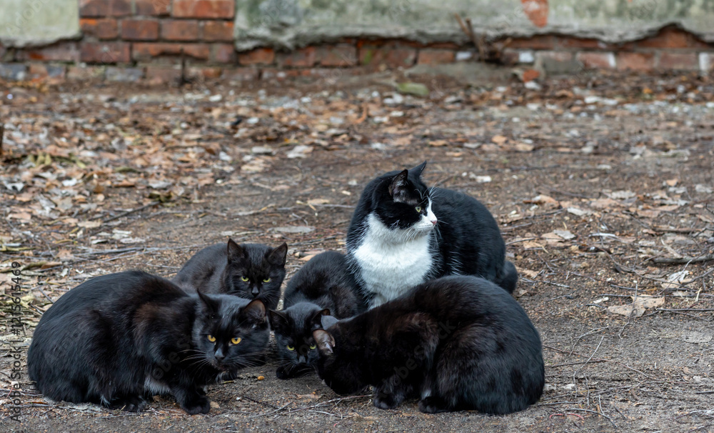 Fototapeta premium Stray black cats