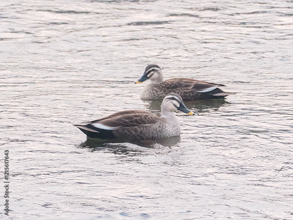 Obraz premium カルガモたち