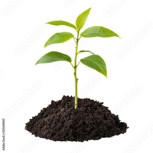 Wallpaper Mural A young green plant with vibrant leaves growing from a mound of rich soil, Transparent Background. Torontodigital.ca