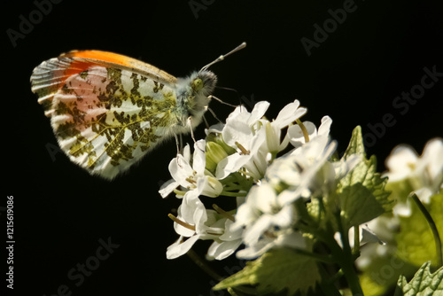 butterfly on a flower