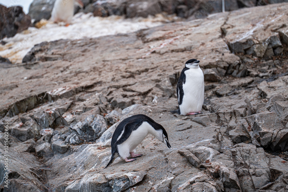 Naklejka premium Chinstrap penguin (Pygoscelis antarcticus) in Antarctica. Wild nature.
