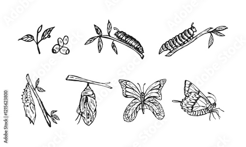 Hand-drawn butterfly metamorphosis cycle life vector cartoon sketch illustration.