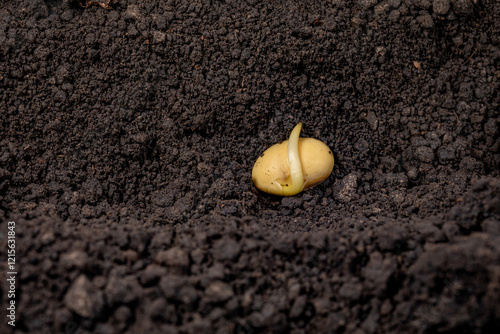 Closeup of soybean seed germination in soil of field. Agriculture, agronomy and farming concept.