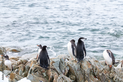 Chinstrap penguin (Pygoscelis antarcticus) in Antarctica. Wild nature. photo