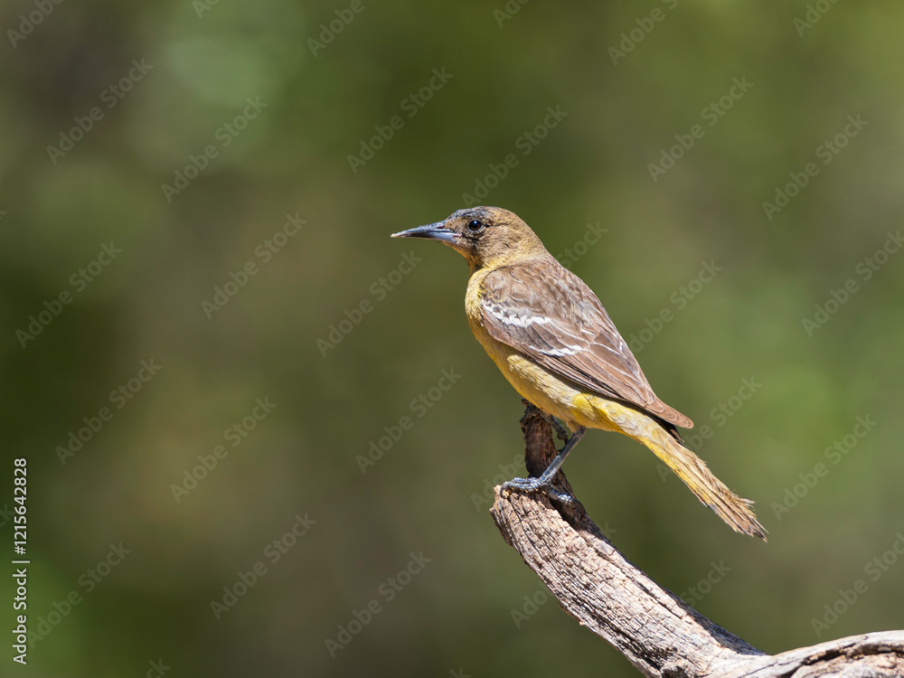 Scott's Oriole Female in Southern Arizona Scott's Oriole Female in Southern Arizona