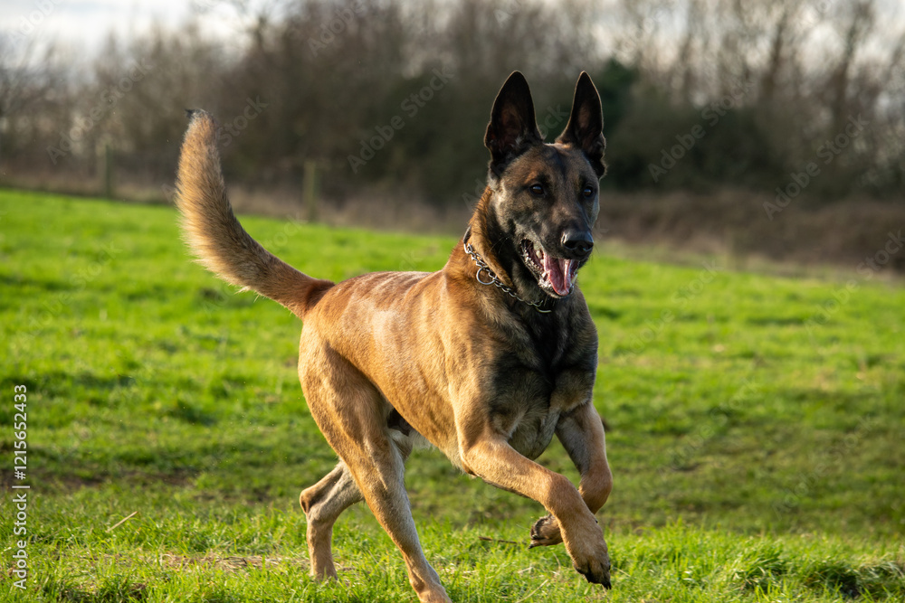 Young male black and tan Belgian Malinois cross Dutch Herder shepherd dog at 24 months old dog runs off leash tail and ears up in green English meadow Milton Keynes Buckinghamshire England UK Young male black and tan Belgian Malinois cross Dutch Herder shepherd dog at 24 months old dog runs off leash tail and ears up in green English meadow Milton Keynes Buckinghamshire England UK