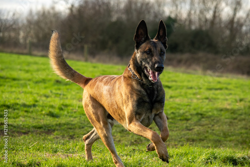 Young male black and tan Belgian Malinois cross Dutch Herder shepherd dog at 24 months old dog runs off leash tail and ears up in green English meadow Milton Keynes Buckinghamshire England UK photo