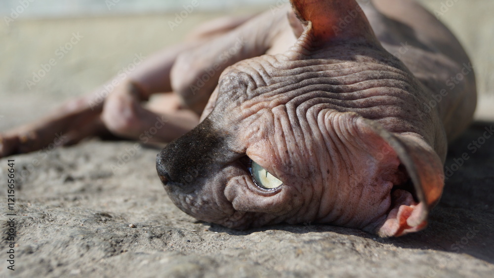 Naklejka premium Gato Sphynx no Sol