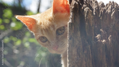 Gata Amarela Close no Rosto