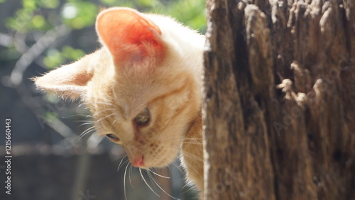 Gata Amarela Close no Rosto Olhando para Baixo