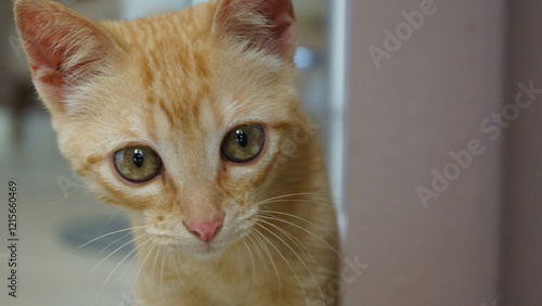 Gata Amarela Close no Rosto