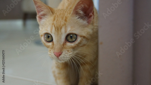 Gata Amarela Close no Rosto