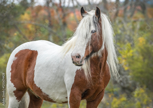 Fotografie Gypsy Vanner Horse gelding portrait