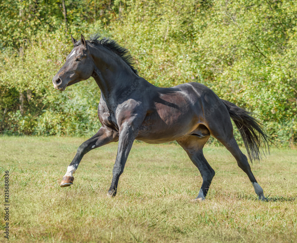 Warmblood stallion runs at liberty in grass field Warmblood stallion runs at liberty in grass field