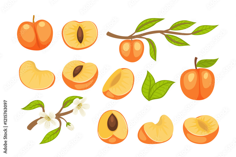 Set of apricot fruit collection kit with apricot flowers, apricot branches, green leaves, slice, cut, half and whole apricot fruit, isolated on white background, flat vector illustration cartoon. Set of apricot fruit collection kit with apricot flowers, apricot branches, green leaves, slice, cut, half and whole apricot fruit, isolated on white background, flat vector illustration cartoon.