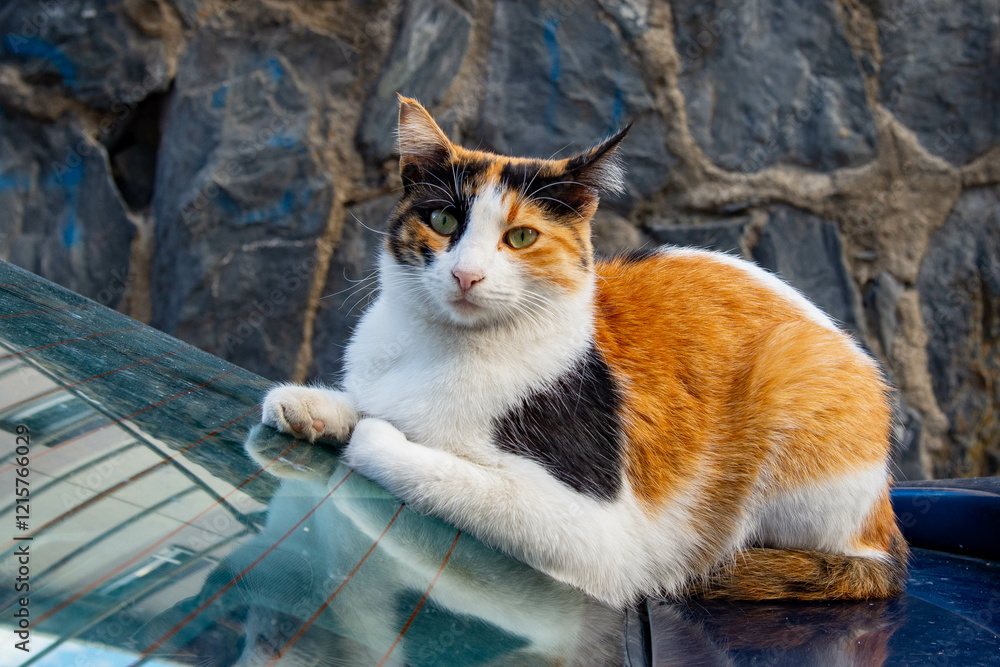 Beautiful cat lying on the hood in Istanbul Beautiful cat lying on the hood in Istanbul