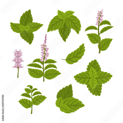 Set of Green Mint or Peppermint Fresh Leaf collection, Blossoming Flower, Sprigs of mint, Mentha piperita, Lemon balm herb with engraving. Alternative medicine and herbology concepts.