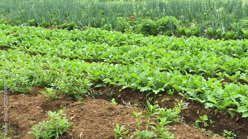 A lush green vegetable plantation featuring neat rows of various crops thriving in fertile soil. The vibrant field showcases sustainable agriculture, natural farming practices,and an abundant harvest. photo