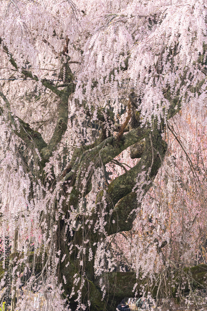 満開の枝垂れ桜をクローズアップで撮影