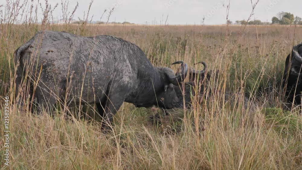 bull Cape buffalo grazing among others resting, Rietvlei Nature Reserve, South Africa bull Cape buffalo grazing among others resting, Rietvlei Nature Reserve, South Africa